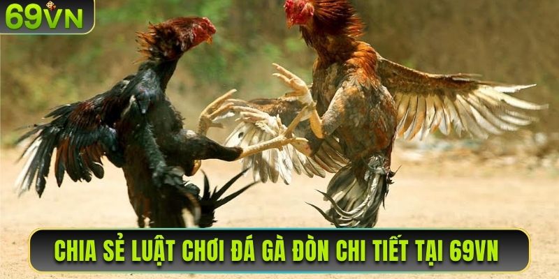 Chia sẻ luật chơi đá gà đòn chi tiết tại 69VN cho người mới