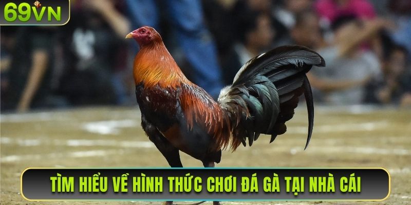 Tìm hiểu về hình thức chơi đá gà tại nhà cái